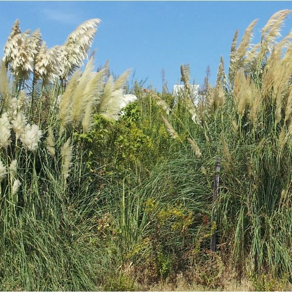 Uma Freguesia Livre de Plantas Invasoras